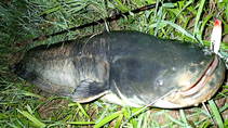 foto/diskuze/z_lovu/2013/th-img100161.jpg