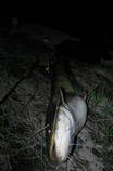 foto/diskuze/z_lovu/2013/th-img100202.jpg