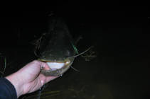 foto/diskuze/z_lovu/2013/th-img100203.jpg