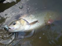foto/diskuze/z_lovu/2013/th-img100216.jpg