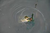 foto/diskuze/z_lovu/2013/th-img100277.jpg