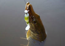 foto/diskuze/z_lovu/2013/th-img100282.jpg