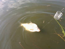foto/diskuze/z_lovu/2013/th-img100290.jpg