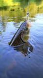 foto/diskuze/z_lovu/2013/th-img100317.jpg