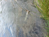 foto/diskuze/z_lovu/2013/th-img100331.jpg