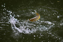 foto/diskuze/z_lovu/2013/th-img100342.jpg