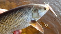 foto/diskuze/z_lovu/2013/th-img100354.jpg