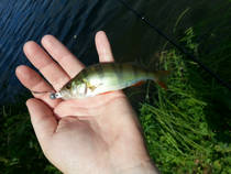 foto/diskuze/z_lovu/2013/th-img100355.jpg