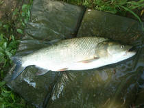 foto/diskuze/z_lovu/2013/th-img100356.jpg