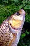 foto/diskuze/z_lovu/2013/th-img100359.jpg