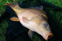 foto/diskuze/z_lovu/2013/th-img100360.jpg