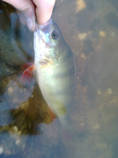 foto/diskuze/z_lovu/2013/th-img100378.jpg