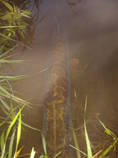 foto/diskuze/z_lovu/2013/th-img100381.jpg