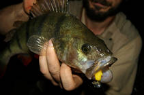 foto/diskuze/z_lovu/2013/th-img100383.jpg