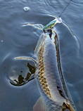 foto/diskuze/z_lovu/2013/th-img100384.jpg