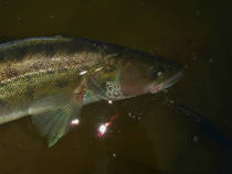 foto/diskuze/z_lovu/2013/th-img100389.jpg