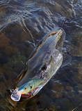 foto/diskuze/z_lovu/2013/th-img100410.jpg
