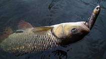foto/diskuze/z_lovu/2013/th-img100437.jpg