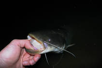 foto/diskuze/z_lovu/2013/th-img100443.jpg