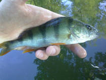 foto/diskuze/z_lovu/2013/th-img100462.jpg