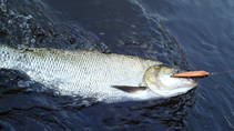 foto/diskuze/z_lovu/2013/th-img100521.jpg
