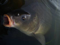 foto/diskuze/z_lovu/2013/th-img100528.jpg