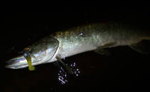 foto/diskuze/z_lovu/2013/th-img100534.jpg