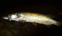 foto/diskuze/z_lovu/2013/th-img100535.jpg