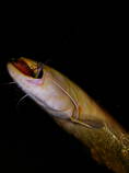 foto/diskuze/z_lovu/2013/th-img100539.jpg