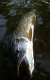 foto/diskuze/z_lovu/2013/th-img100545.jpg