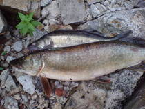 foto/diskuze/z_lovu/2013/th-img100607.jpg