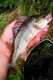 foto/diskuze/z_lovu/2013/th-img100612.jpg