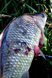 foto/diskuze/z_lovu/2013/th-img100614.jpg