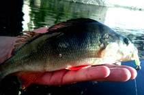 foto/diskuze/z_lovu/2013/th-img100645.jpg