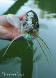 foto/diskuze/z_lovu/2013/th-img100660.jpg