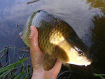 foto/diskuze/z_lovu/2013/th-img100751.jpg