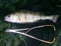 foto/diskuze/z_lovu/2013/th-img100756.jpg