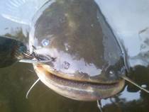 foto/diskuze/z_lovu/2013/th-img100781.jpg