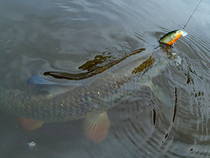 foto/diskuze/z_lovu/2013/th-img100852.jpg