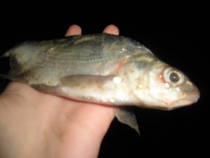 foto/diskuze/z_lovu/2013/th-img100886.jpg
