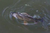 foto/diskuze/z_lovu/2013/th-img100918.jpg