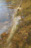 foto/diskuze/z_lovu/2013/th-img100927.jpg