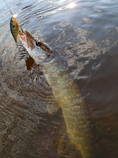 foto/diskuze/z_lovu/2013/th-img100944.jpg