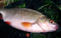 foto/diskuze/z_lovu/2013/th-img100986.jpg
