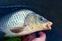 foto/diskuze/z_lovu/2013/th-img100988.jpg