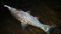foto/diskuze/z_lovu/2013/th-img100994.jpg