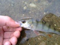 foto/diskuze/z_lovu/2013/th-img101063.jpg