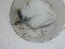 foto/diskuze/z_lovu/2013/th-img101097.jpg