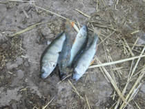 foto/diskuze/z_lovu/2013/th-img101098.jpg