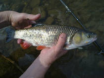 foto/diskuze/z_lovu/2013/th-img101106.jpg